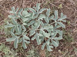 Image of Leontice leontopetalum subsp. ewersmannii (Bunge) Coode