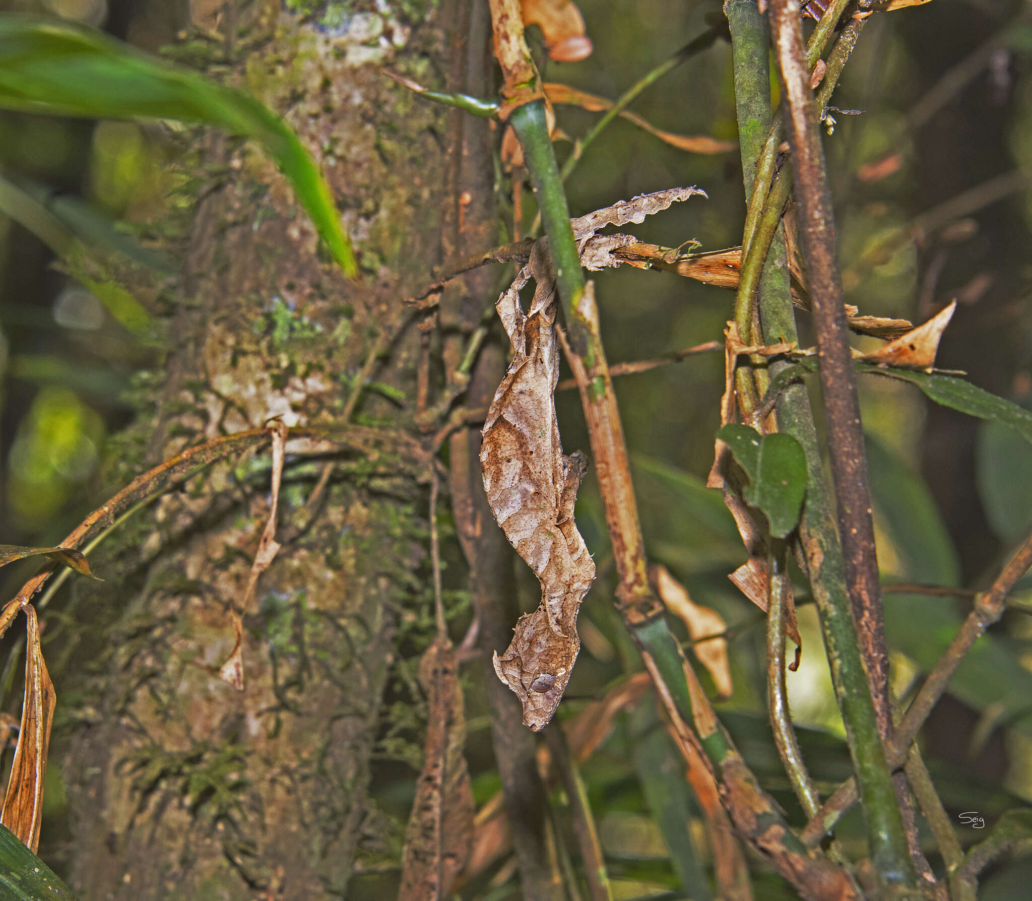 Image of Satanic leaf-tailed gecko