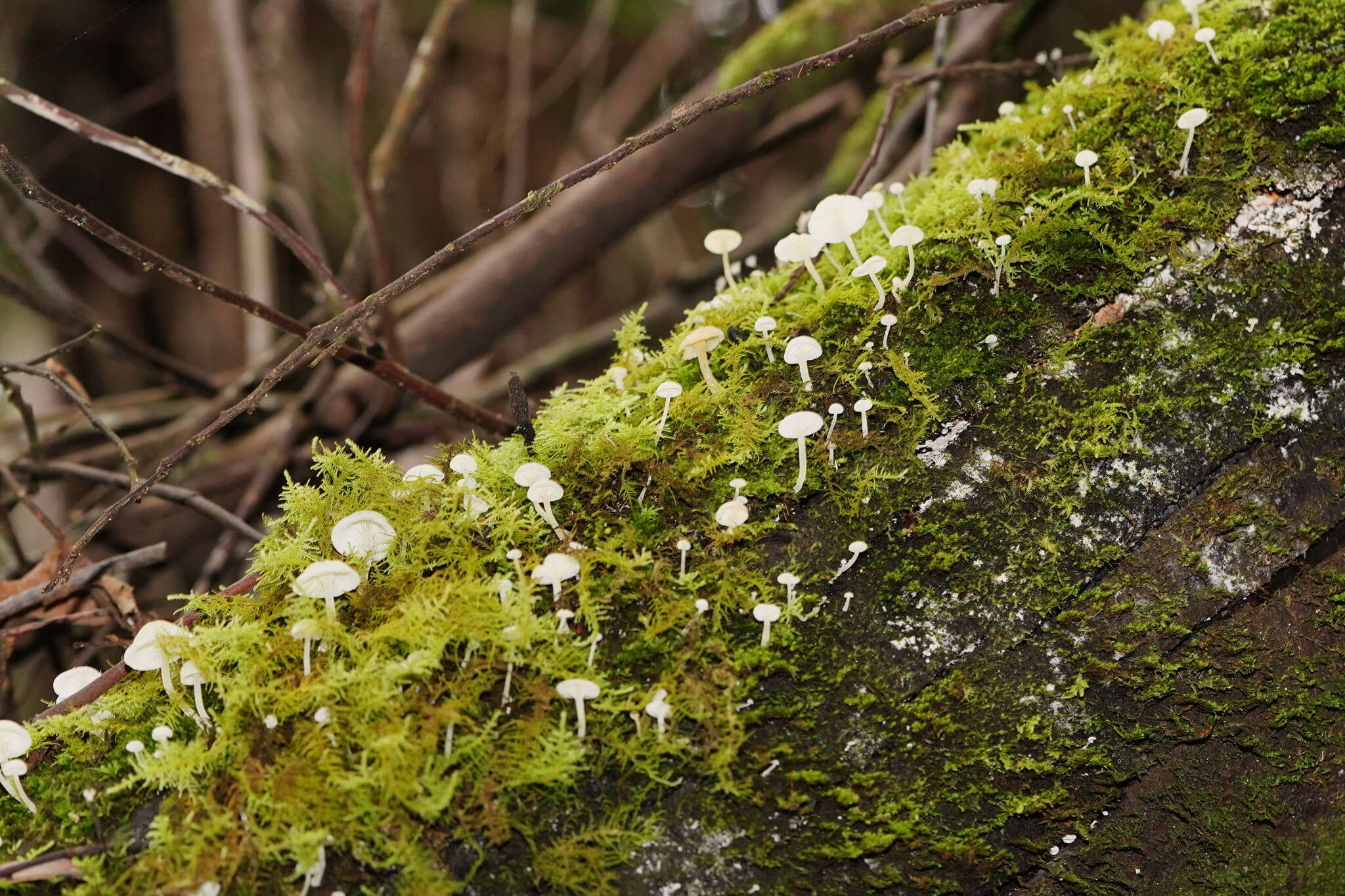 Image of Hemimycena lactea (Pers.) Singer 1938