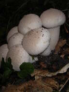 Imagem de Lycoperdon perlatum Pers. 1796