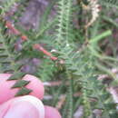 Imagem de Banksia dryandroides Baxter