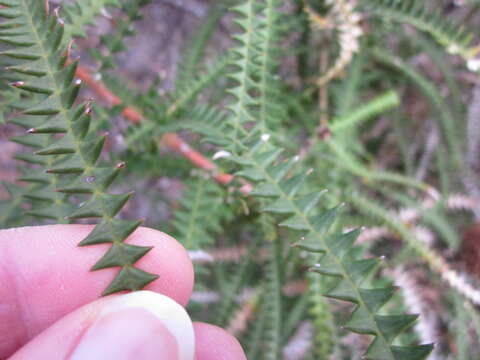 Imagem de Banksia dryandroides Baxter