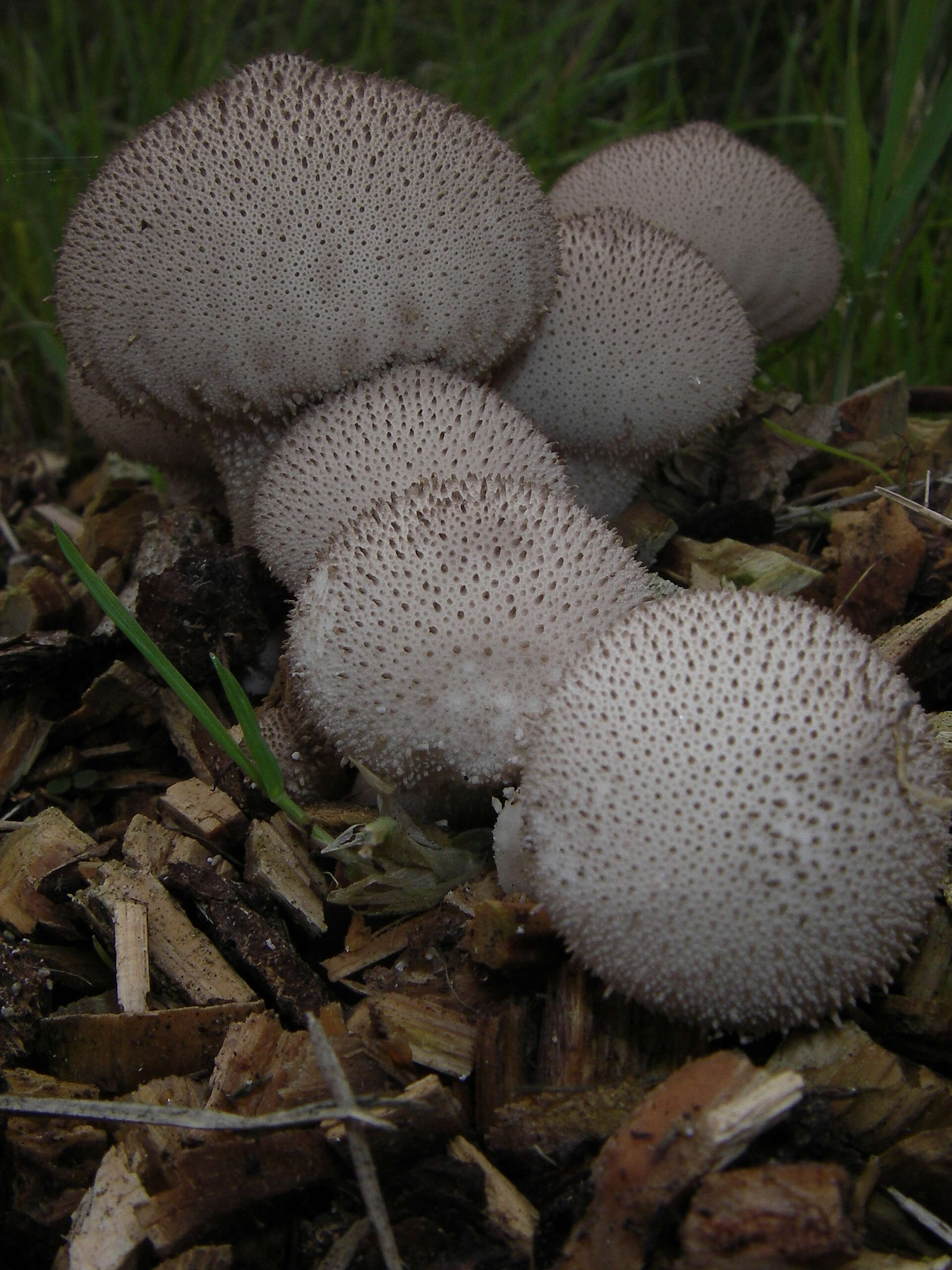 Imagem de Lycoperdon perlatum Pers. 1796