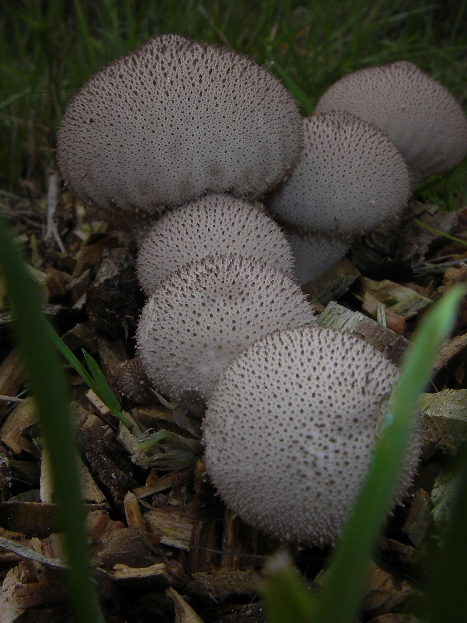 Imagem de Lycoperdon perlatum Pers. 1796