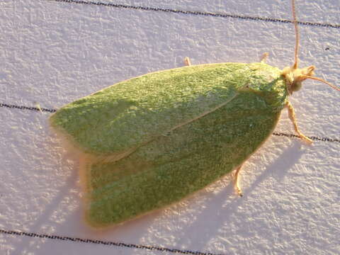 Image of green oak tortrix