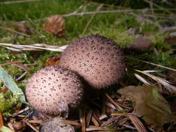 Imagem de Lycoperdon echinatum Pers. 1794