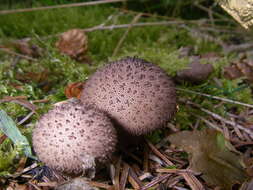 Imagem de Lycoperdon echinatum Pers. 1794