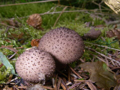 Image of Lycoperdon echinatum Pers. 1794