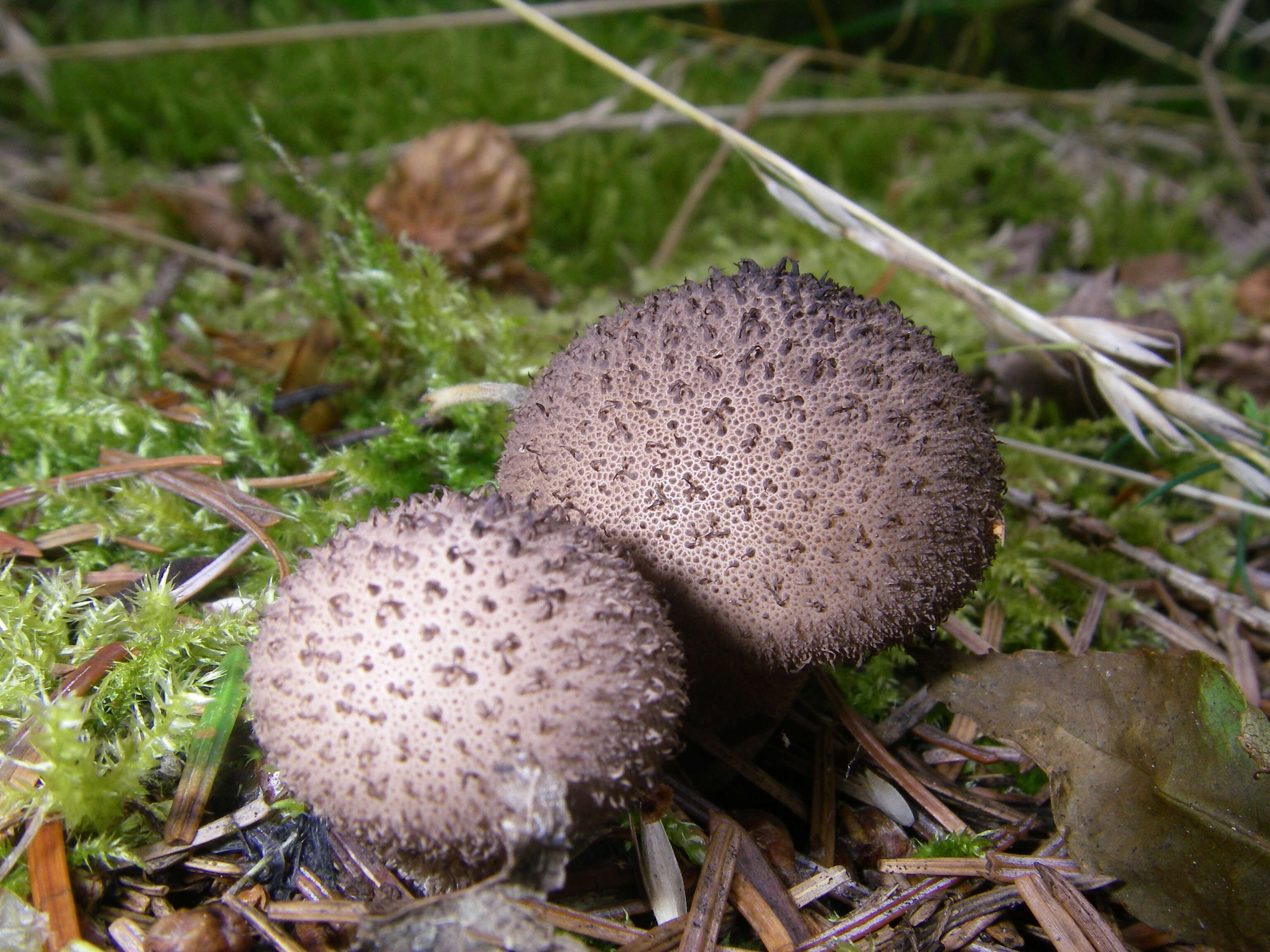 Imagem de Lycoperdon echinatum Pers. 1794