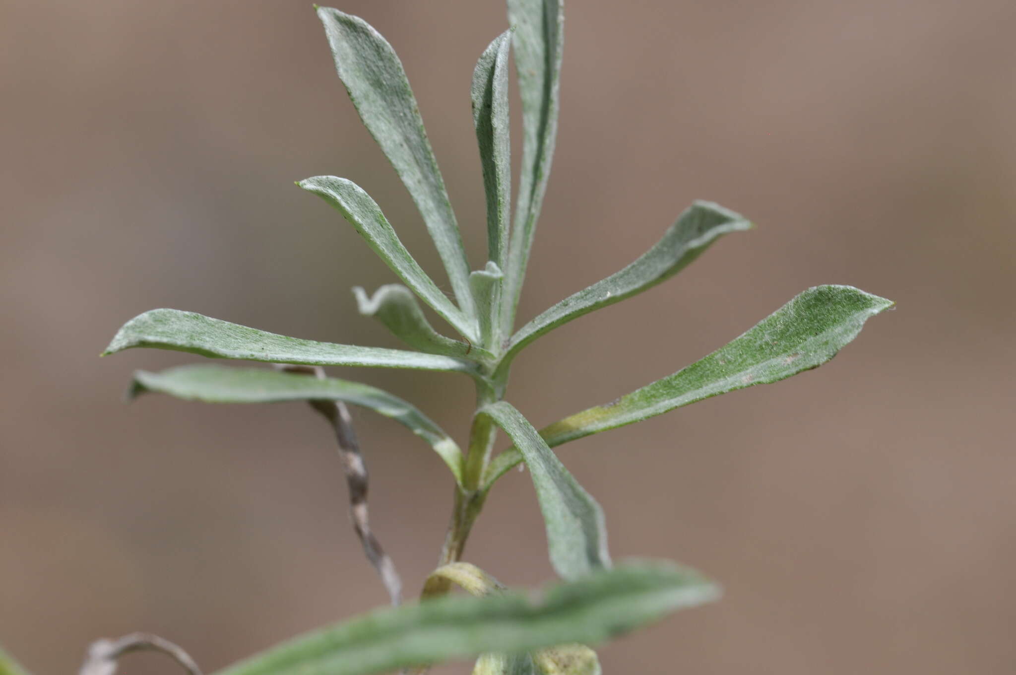 Imagem de Antennaria rosea subsp. pulvinata (Greene) R. J. Bayer