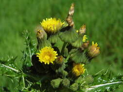 Слика од Sonchus asper (L.) Hill