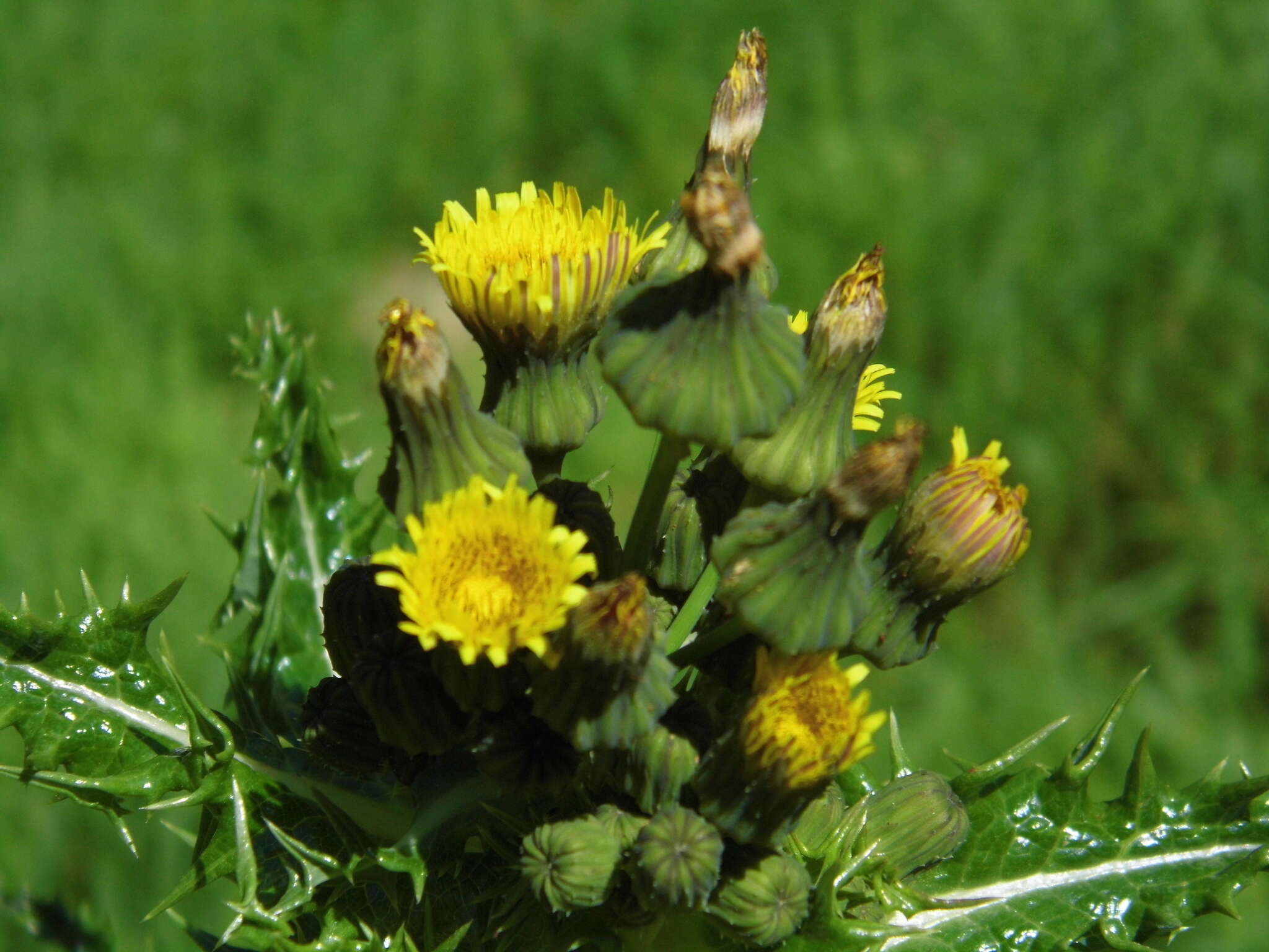 Слика од Sonchus asper (L.) Hill