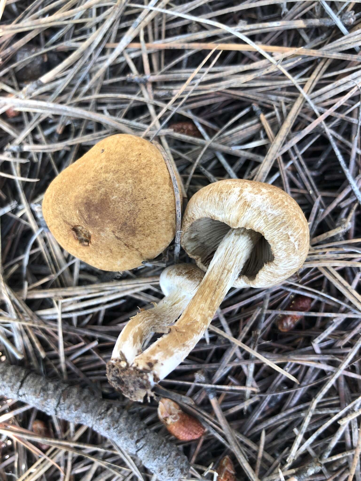 Image of Inocybe subtomentosa Peck 1897