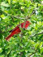 Image of Summer Tanager