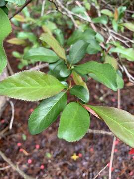 Image of Japanese Quince