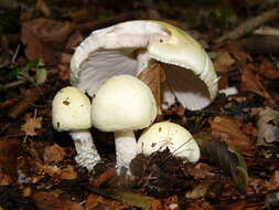 Imagem de Agaricus sylvicola