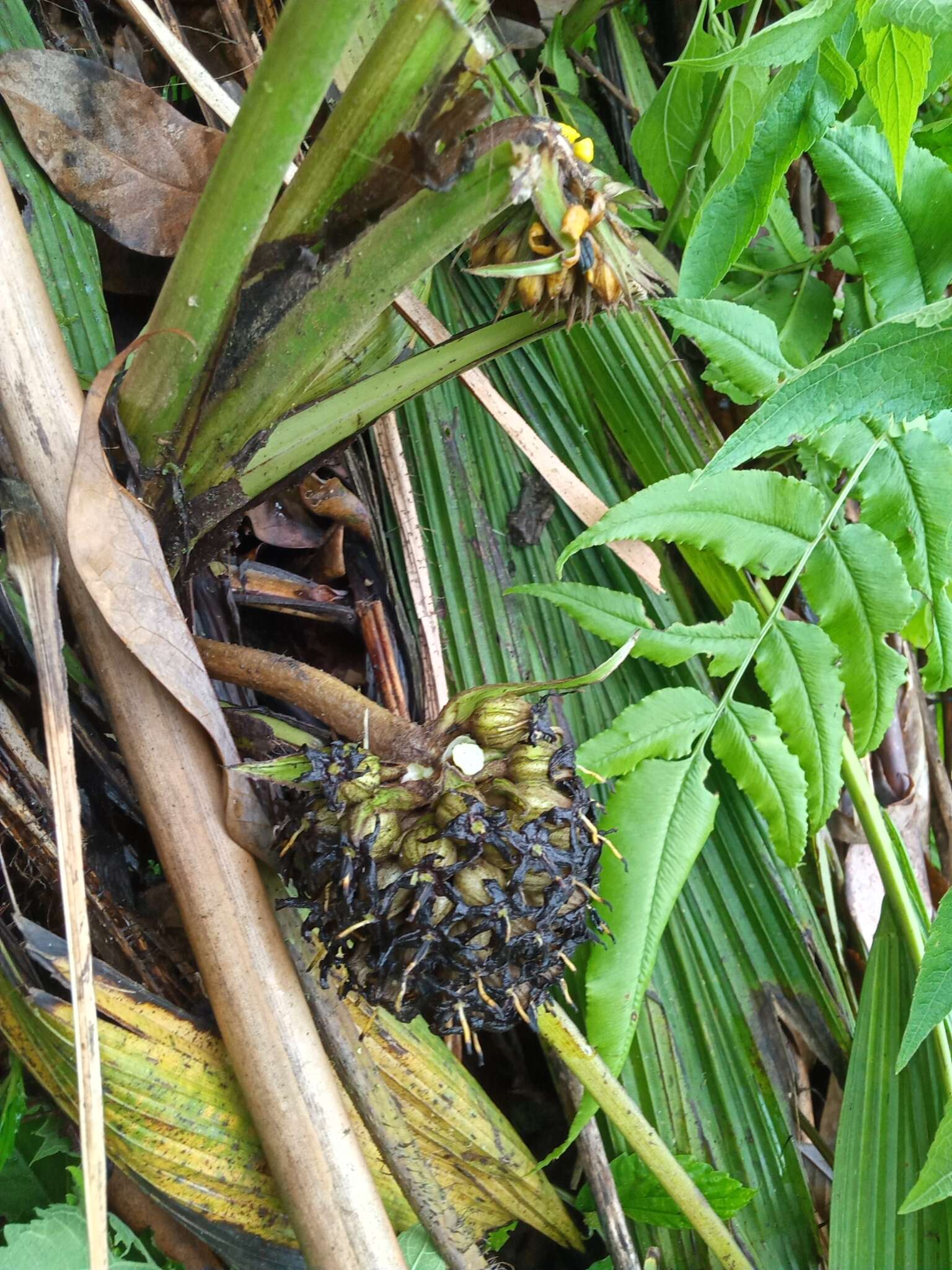 Image of Palm-Grass