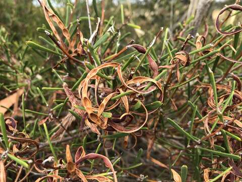 Image of Acacia farinosa Lindl.