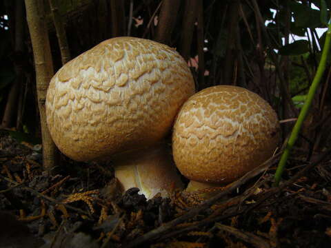 Image of Agaricus augustus Fr. 1838