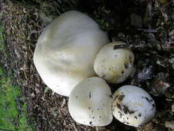 Image of Agaricus arvensis Schaeff. 1774