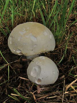 Image of Agaricus arvensis Schaeff. 1774