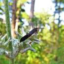 Image of Scythris fuscicomella Clemens 1860