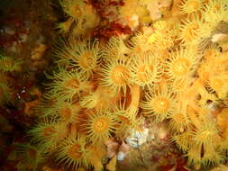 Image of symbiotic colonial anemones