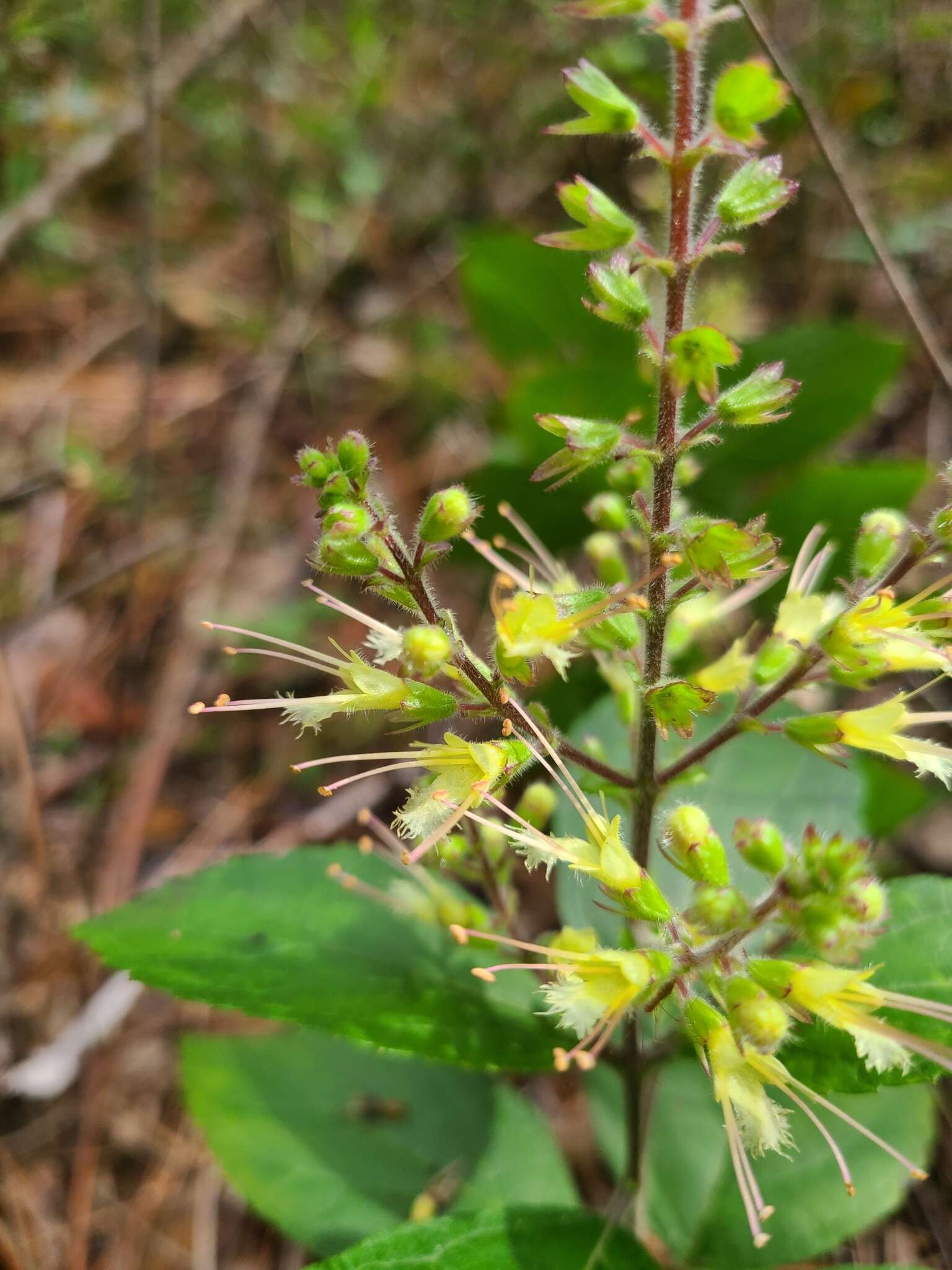 Image of Collinsonia anisata Sims