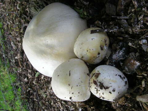 Image of Agaricus arvensis Schaeff. 1774