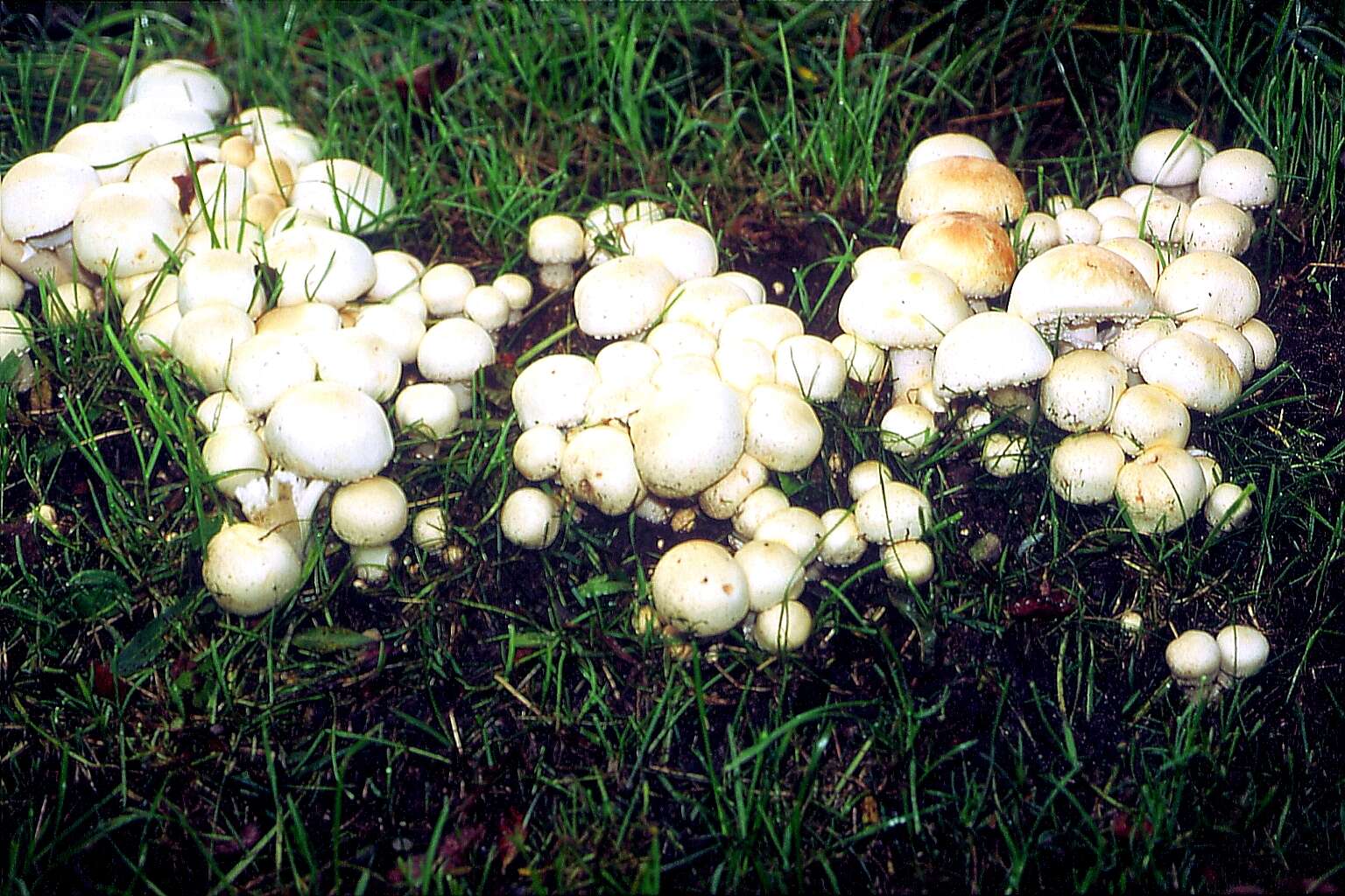 Image of Agaricus arvensis Schaeff. 1774