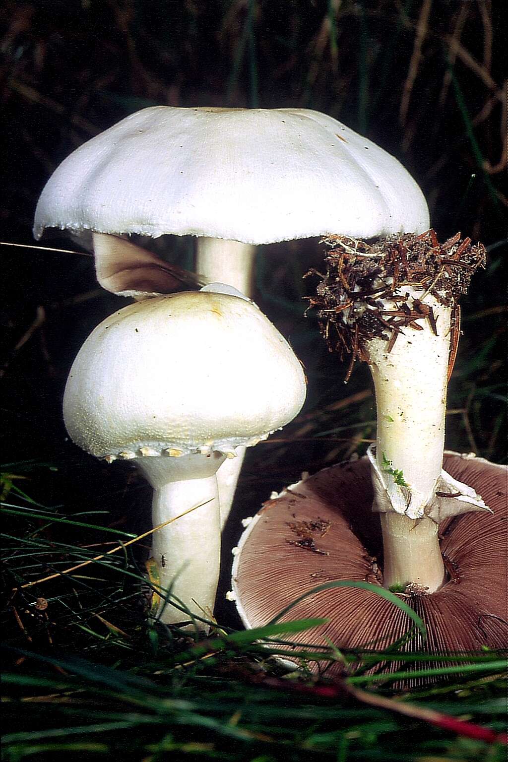 Image of Horse Mushroom