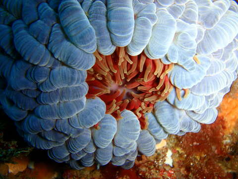 Image de Phlyctenanthus australis Carlgren 1950