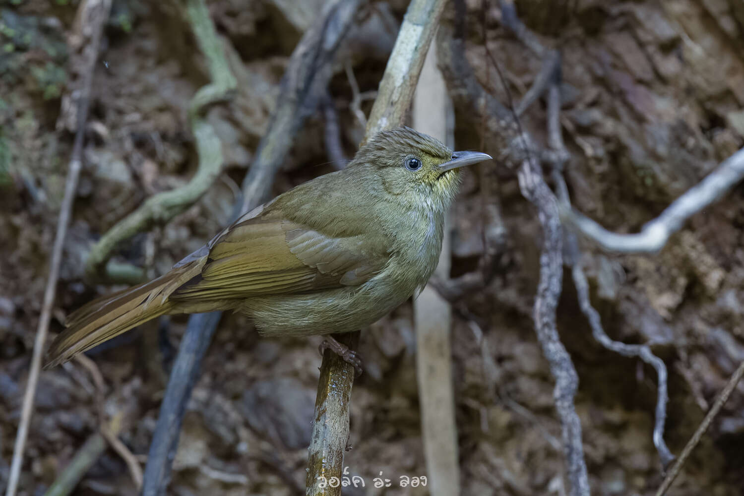 Image of Grey-eyed Bulbul