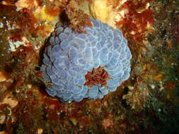 Image of southern anemone