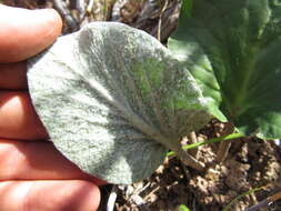 Image of Pelargonium asarifolium (Sweet) G. Don