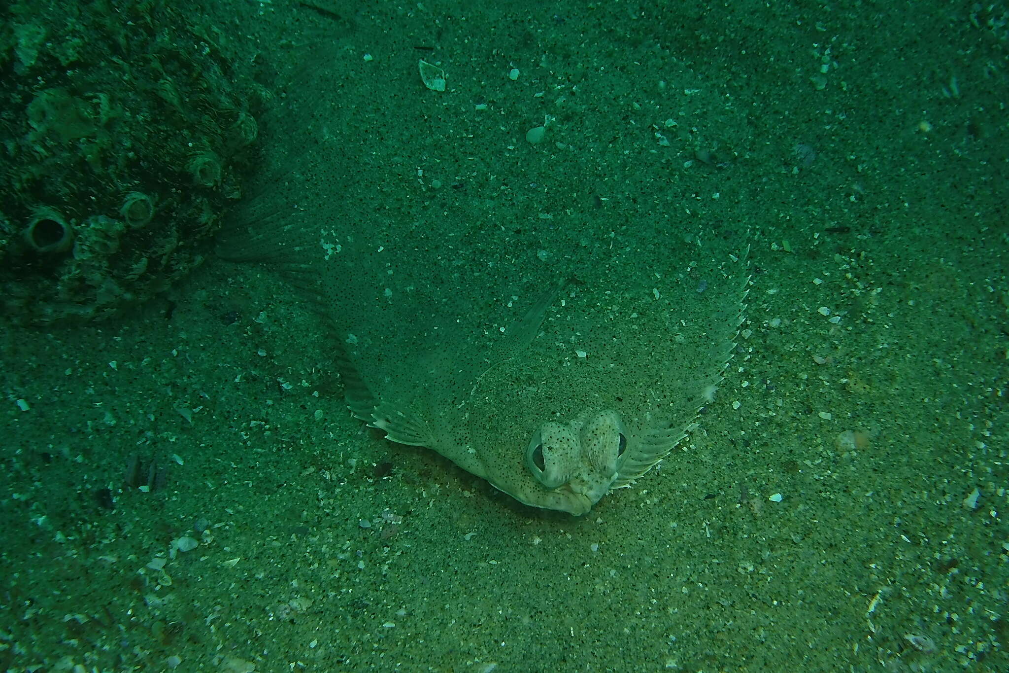 Image of Hornyhead turbot