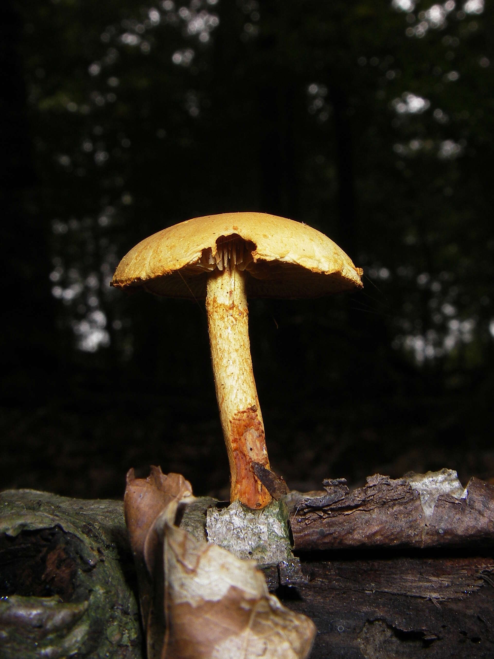 Pluteus leoninus (Schaeff.) P. Kumm. 1871 resmi