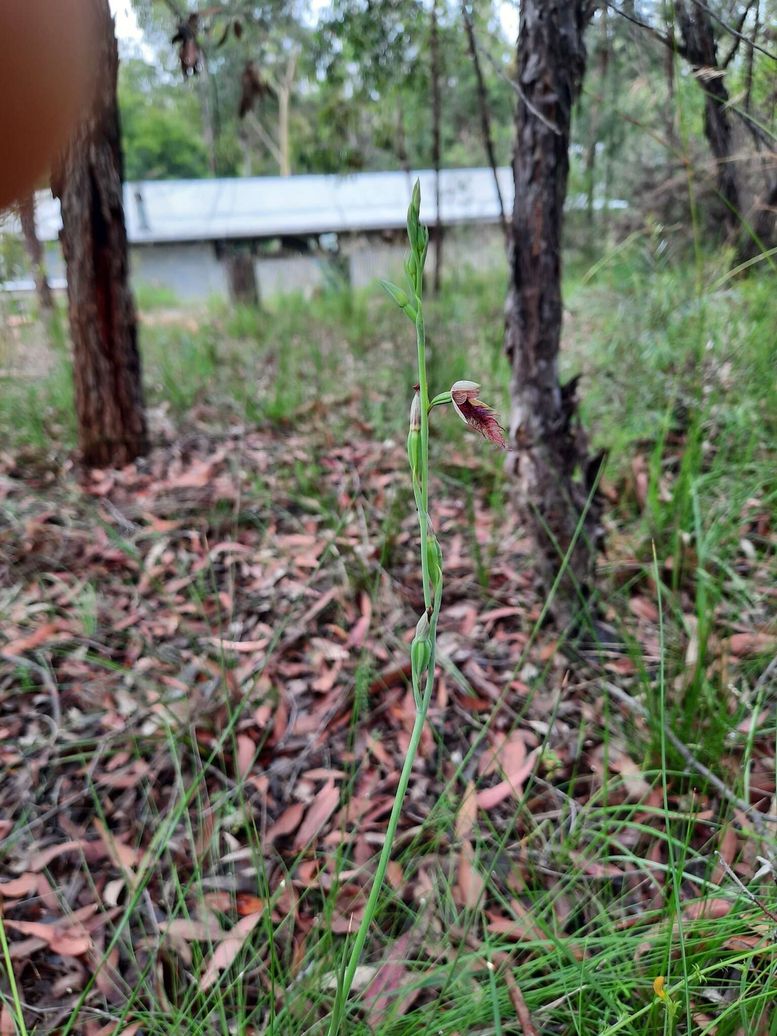 Imagem de Calochilus gracillimus Rupp