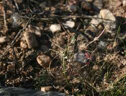 Image of Pelargonium caucalifolium subsp. caucalifolium