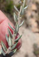 Image of Phylica propinqua Sond.