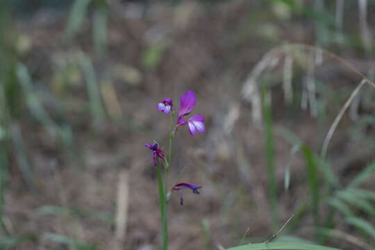 Image of Gladiolus anatolicus (Boiss.) Stapf