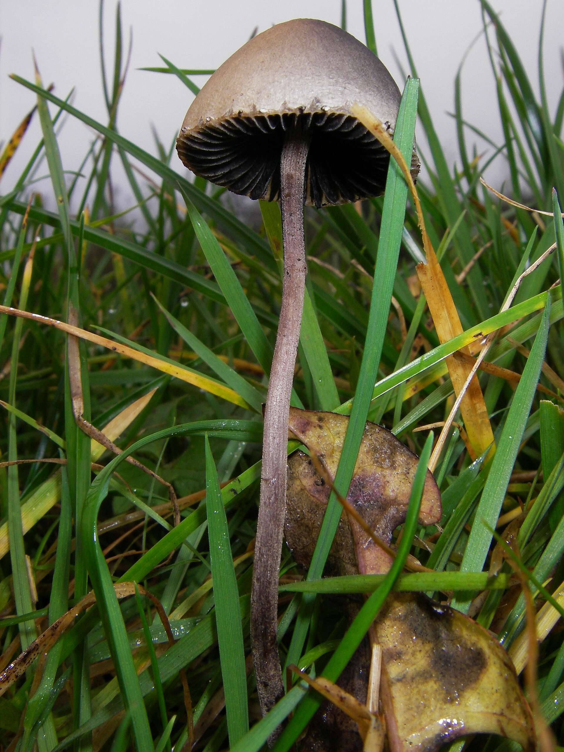 Image de Panaeolus papilionaceus (Bull.) Quél. 1872