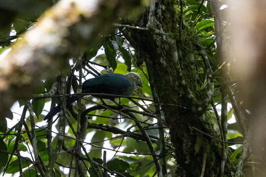 Image of Black-billed Turaco