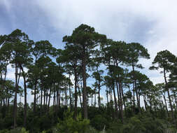 Image of slash pine