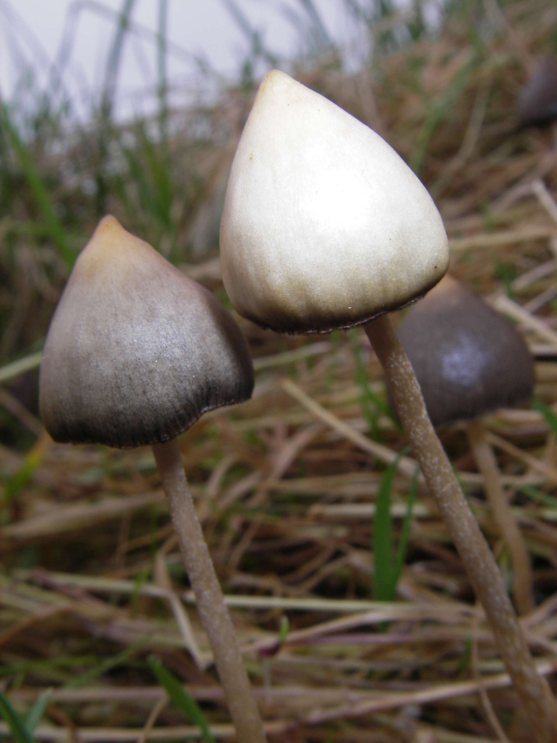 Image de Panaeolus papilionaceus (Bull.) Quél. 1872