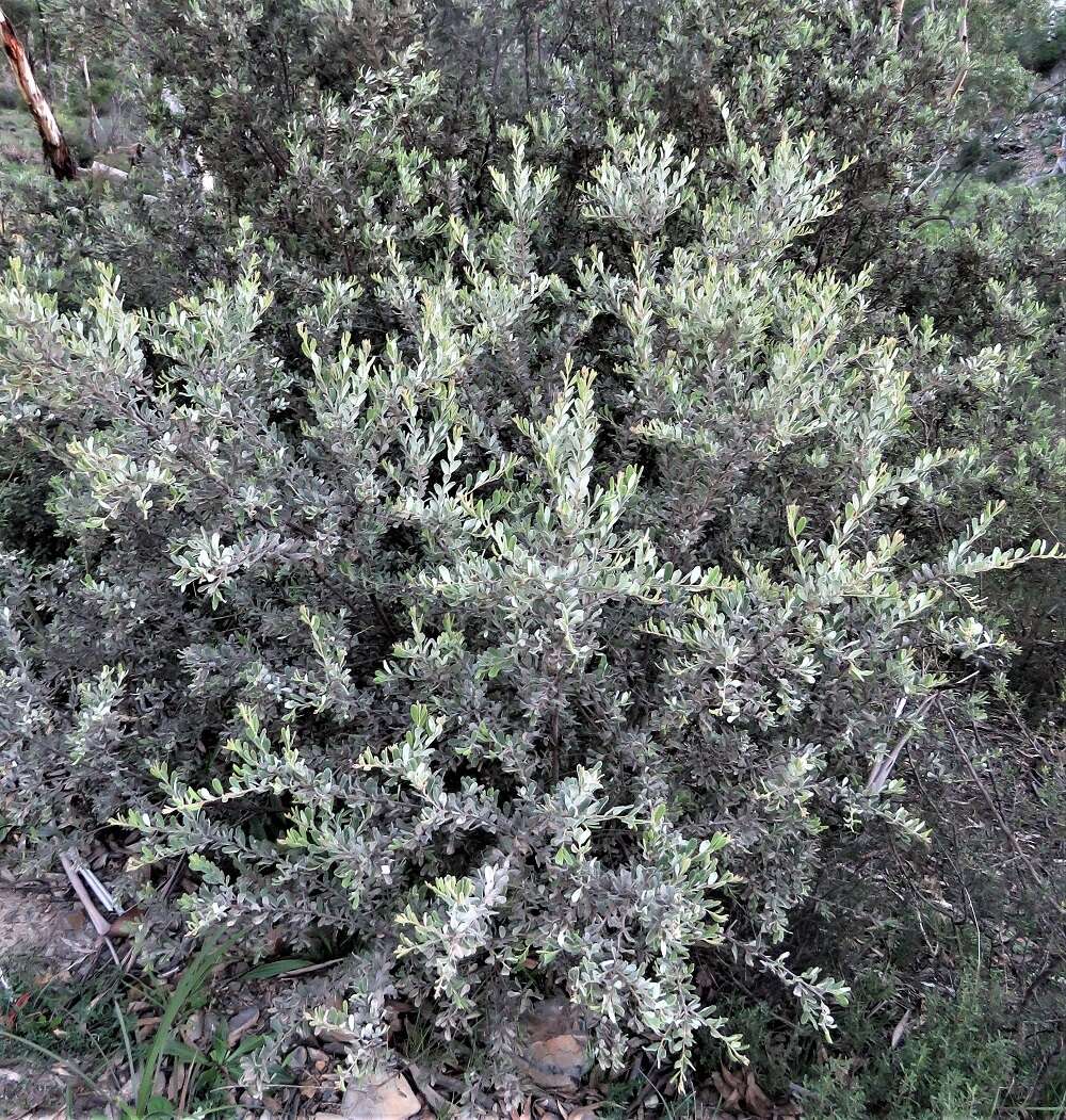 صورة Grevillea arenaria subsp. canescens (R. Br.) P. M. Olde & N. R. Marriott