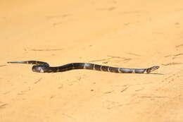 Image of Common Kingsnake