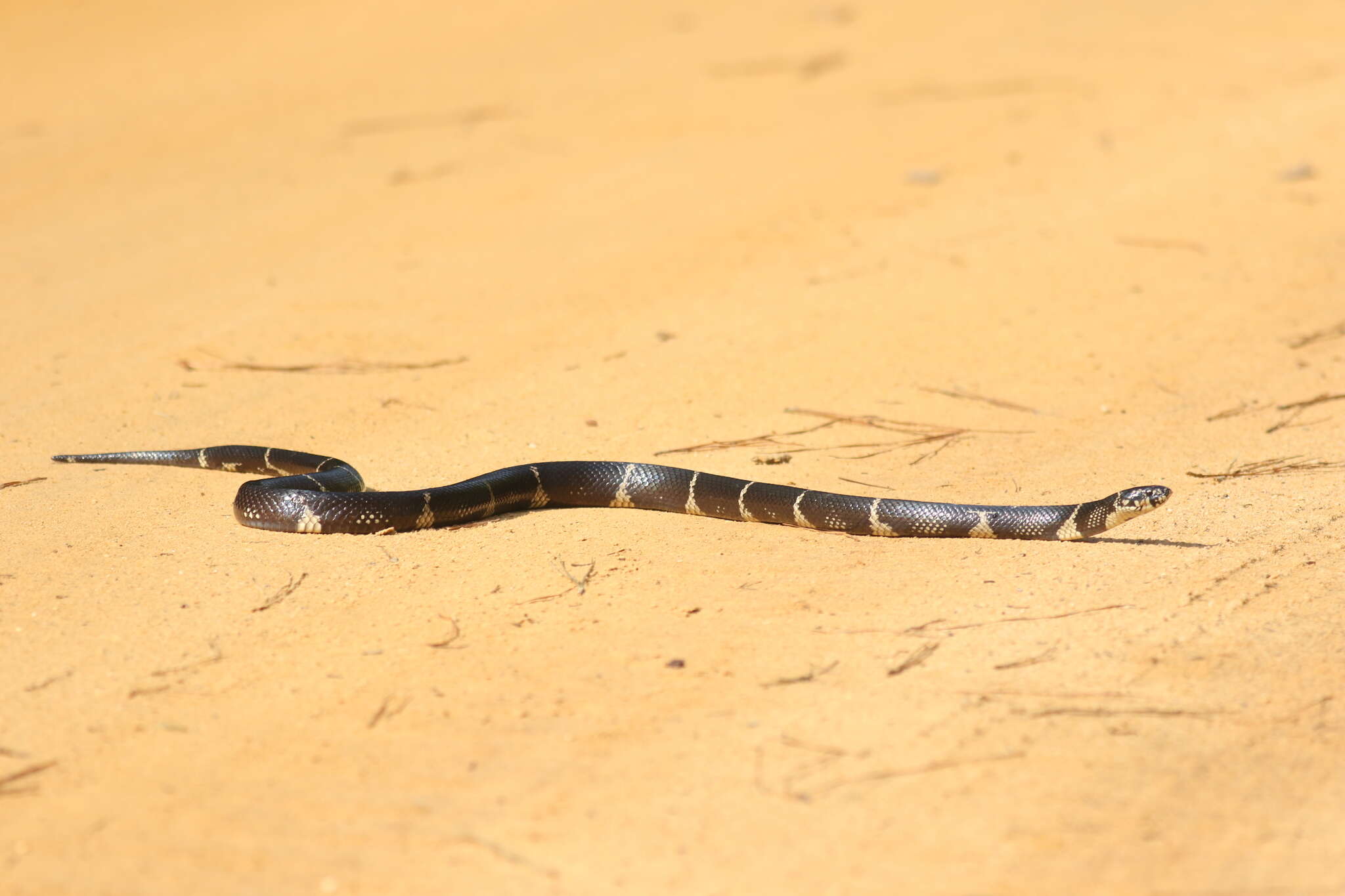 Image of Common Kingsnake