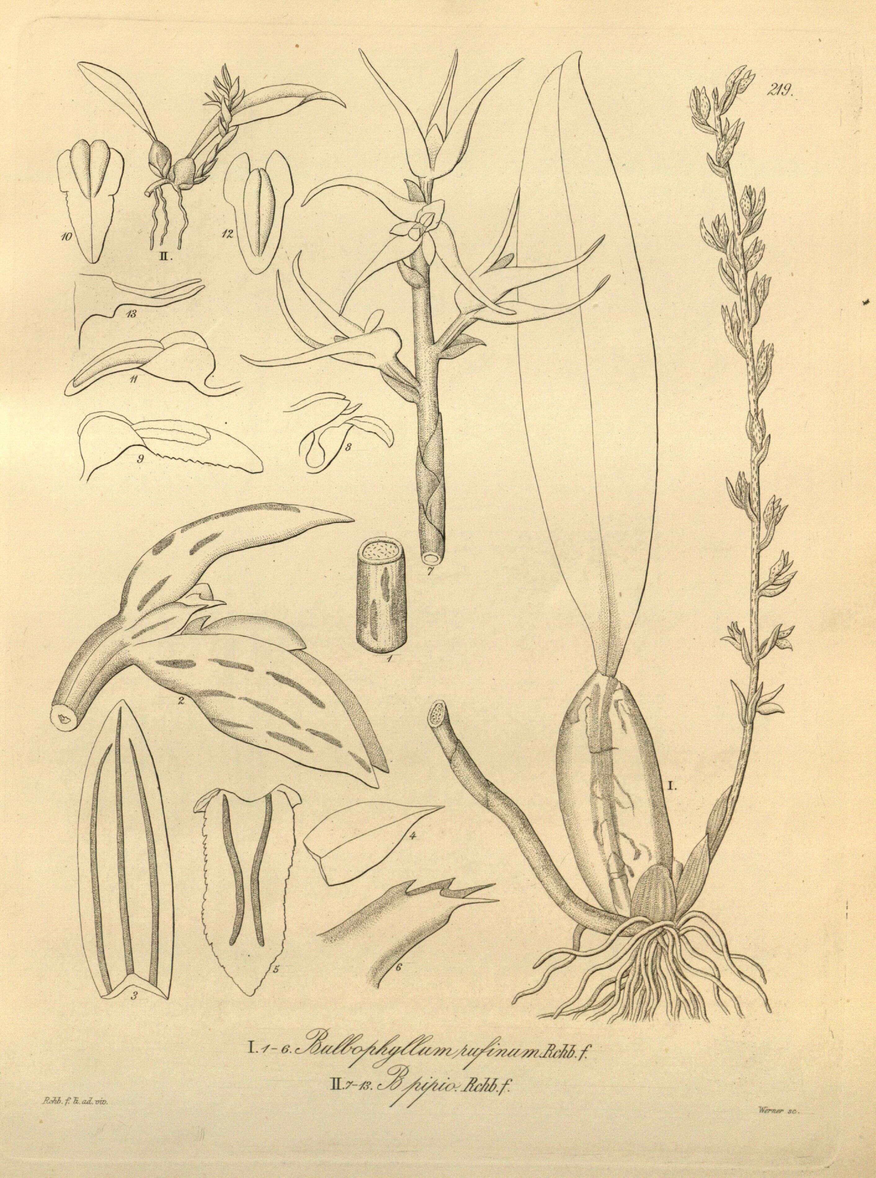 Image of Bulbophyllum rufinum Rchb. fil.