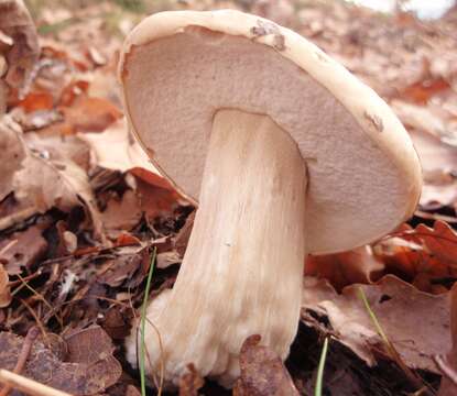 Imagem de Boletus reticulatus Schaeff. 1774